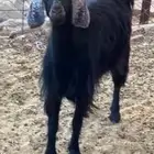 جفره من الحلال