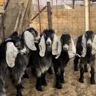 5 جفار وتيس