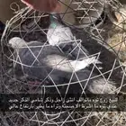 حمام زاجل