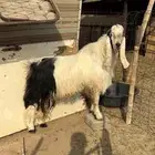 تيس عارضي