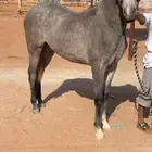حصان