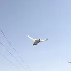 روز البينو