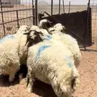 خرفان نعيم مغلق شحم وطرف