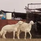 فحل