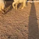 فحل عيسي صنف