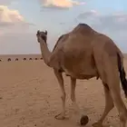 لقحه تنتج كفو