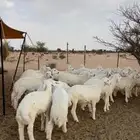 طليان للبيع