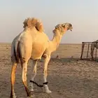 للبيع البيعر اوضح