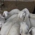 طليان ذبايح حرية