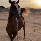 مهر شعبي