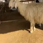 للبيع شياه نجد