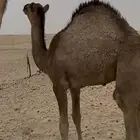 قعود تحت امه للبيع عمره حول 8 اشهر قريب من خط الدولي