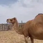 ناقه لقحه لها. 5 اشهر. مشروطه
