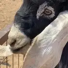 فحل عارضي