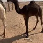 حواره على الوافي