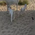 عنز هولنديه