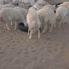 غنم صنف مراح واحد