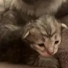 قطط لتبني