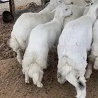 ذبايح حري للمناسبات والثلاجات
