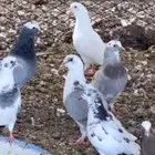حمام منوع