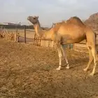 ناقه اصيل