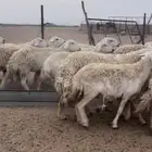غنم حريات مراح طيب