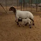 متبع معها رخل