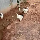 دجاج براهما