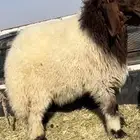 طلي فحل صنف