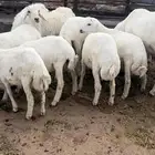 أبها