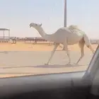 لقحه وضحا طيبه السوم 8