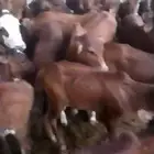 حسايل ذكور واناثي