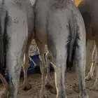 قعدان للبيع