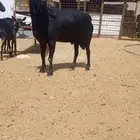 ماعز مورسيانو اسباني منتجين