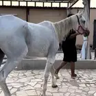 فرس واهو ومعها مهر فرس بطن ذهبي بسعر حصان شعبي