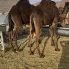للبيع القعدان الكفو للمبادي وزواجات بلدي