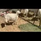 رخل كفو