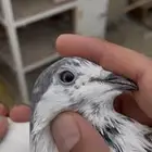 حمام باكستاني بتيرا