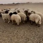 للبيع بهم نعيم جذعان خروف صافي