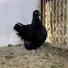ذكر فرنش موندين