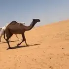سلام عليكم للبيع البكره