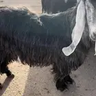 تيس عارضي