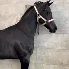 للبيع مهر عربي أصيل (بدون أوراق)