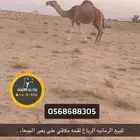 للبيع الملاقي
