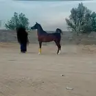 فرس واهو فاخر شقراء