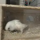 ببغاء روز زوج معا اغراضه كلها