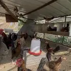 دجاج بلدي