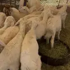 بهم حري