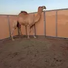 قعود جذع فحل كفوو سلاله طيبه وقويه
