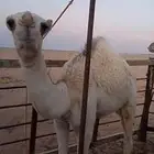 قعود للبيع